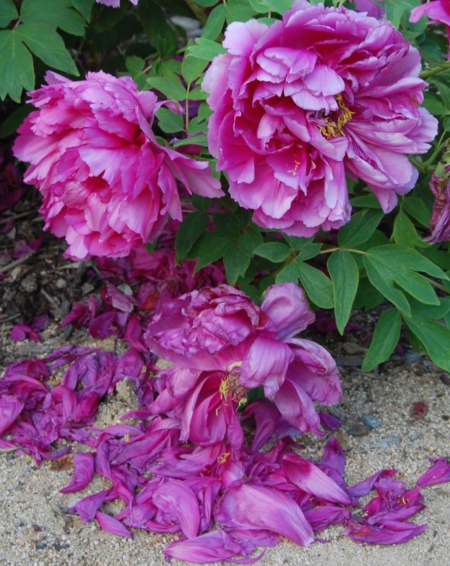 peony3.jpg